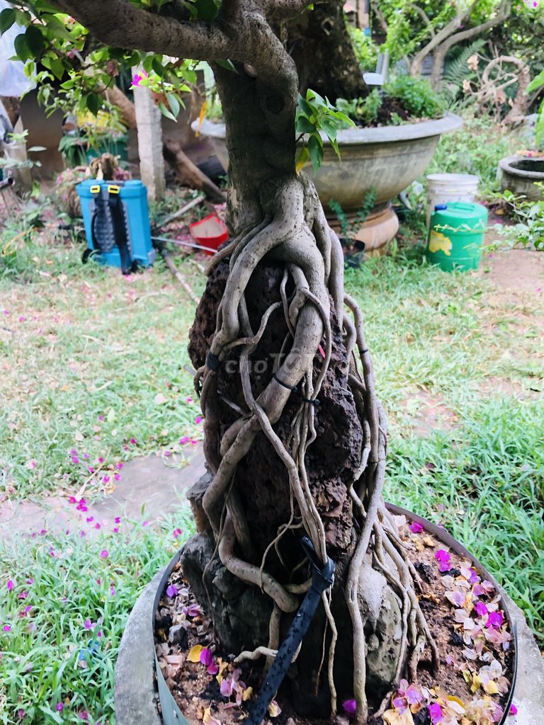 Cây cảnh Hoa giấy thân gỗ 8 năm. Mua bán Cây cảnh, đồ trang trí tại Huyện KBang Gia Lai được đăng bởi Nghiem hình 1