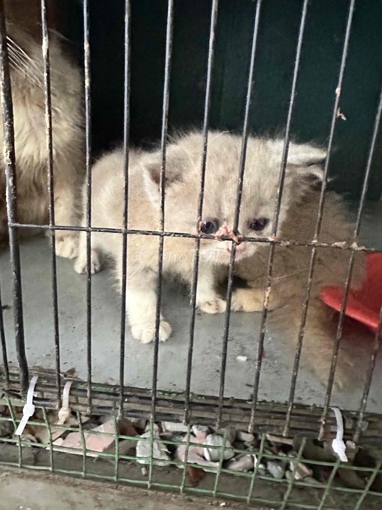 Mèo Anh lông dài Xám trắng. Mua bán Mèo tại Quận Gò Vấp Tp Hồ Chí Minh được đăng bởi kiên nguyên  hình 1
