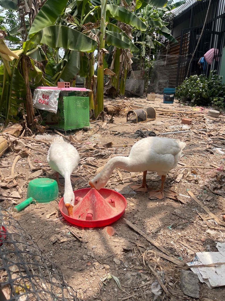 Ngỗng Trắng 7-8kg một trống một mái. Mua bán Thú cưng khác tại Thị xã Bến Cát Bình Dương được đăng bởi Thanh Hồ hình 1