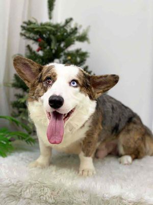 Chó Corgi đực 5 tuổi