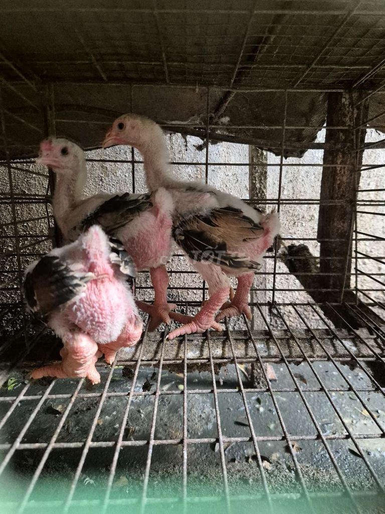 Gà Đông Tảo 50 ngày 2 mái 1 trống khỏe mạnh. Mua bán Gà tại Huyện Hóc Môn Tp Hồ Chí Minh được đăng bởi phan hưng hình 1