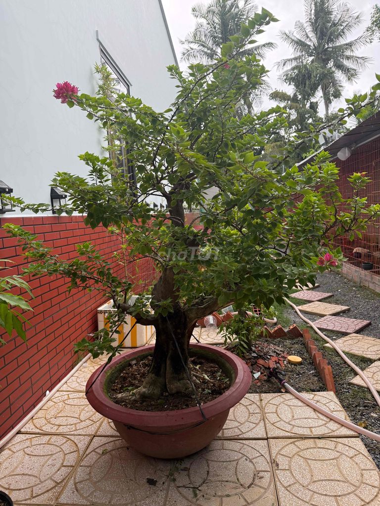 Cây cảnh Bông giấy Mỹ Hồng Vành to. Mua bán Cây cảnh, đồ trang trí tại Thành phố Sóc Trăng Sóc Trăng được đăng bởi Tran Nghia hình 1