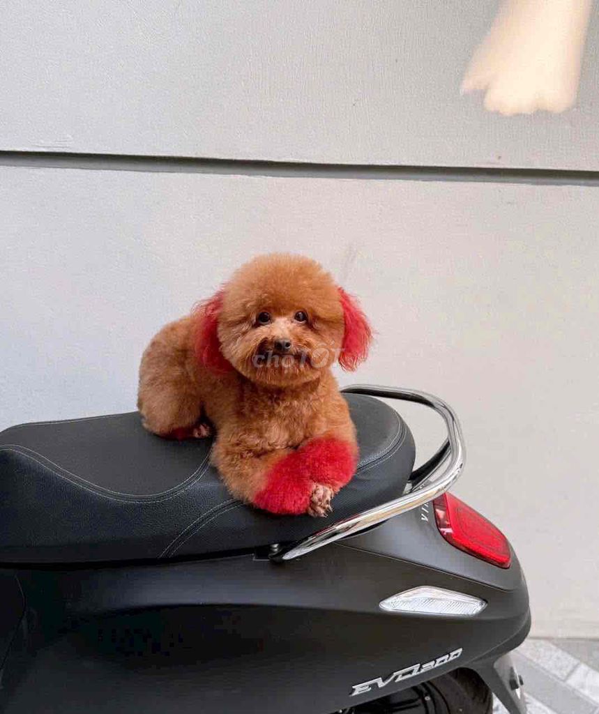 Pooodle cai ghhngoan ngoãn. Mua bán Chó tại Thành phố Trà Vinh Trà Vinh được đăng bởi bm hình 1