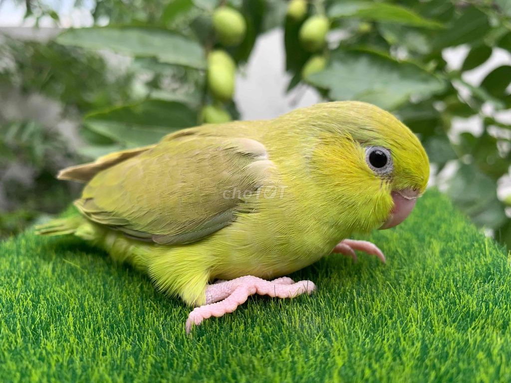 Vẹt Parrotlet tập ăn hạt