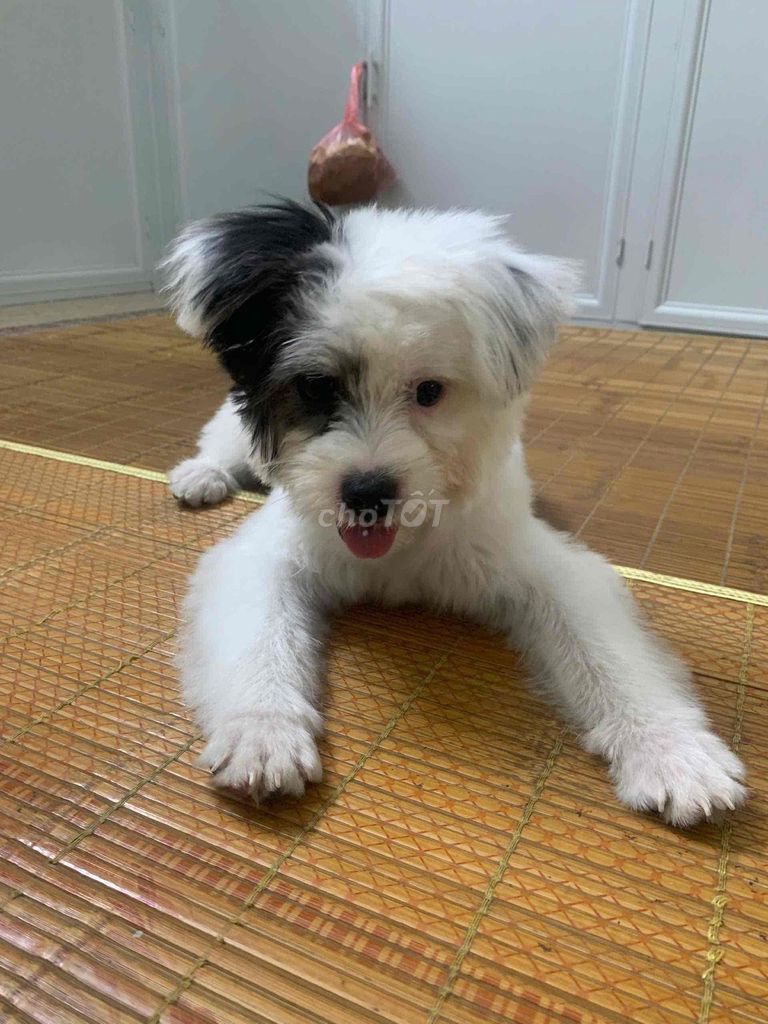 Chó Poodle cái 5 tháng tuổi. Mua bán Chó tại Quận Bắc Từ Liêm Hà Nội được đăng bởi Đức Tôn hình 1