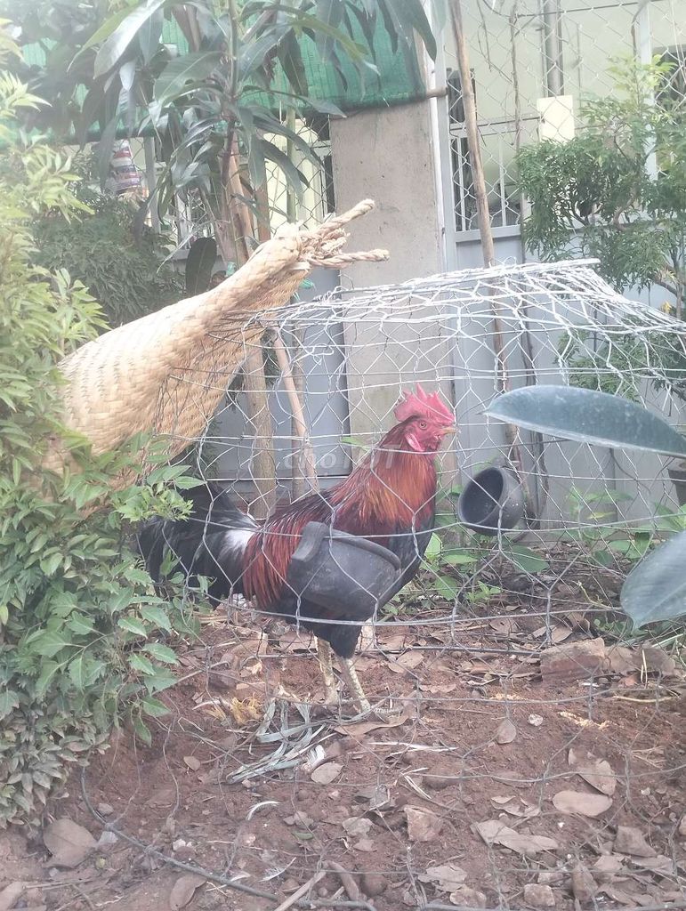 Gà tơ 7th gà có bán hoặc ae ưng có gà đủ tháng gl
