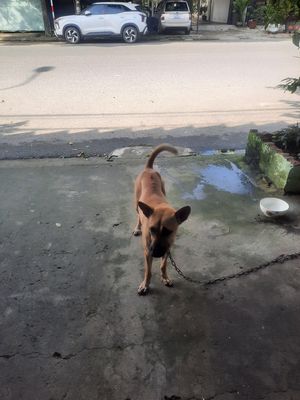 Thanh lý chó phú quốc trưởng thành. Mua bán Chó tại Quận Liên Chiểu Đà Nẵng được đăng bởi Anh Hùng