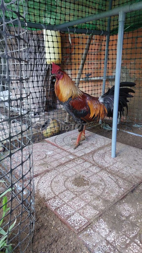 3tan4 đang chế độ. Mua bán Gà tại Huyện Mang Thít Vĩnh Long được đăng bởi Lê Phương Thiện hình 1