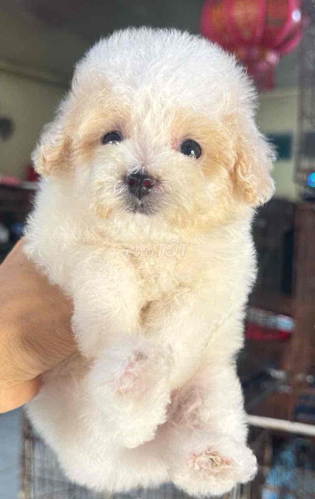 Chó Poodle nhỏ nâu đỏ chó con. Mua bán Chó tại Quận Bình Tân Tp Hồ Chí Minh được đăng bởi Nguyễn Đăng An hình 5