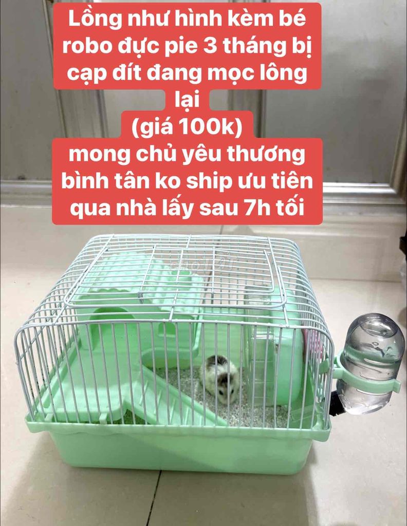 lồng chuồng chuột hamster robo