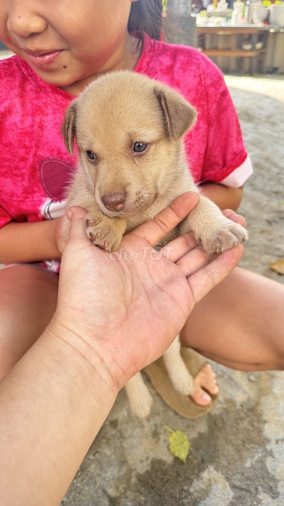 Chó con Labrador x Chó ta Đen, vàng, vện. Mua bán Chó tại Huyện Duy Xuyên Quảng Nam được đăng bởi Thanh Hải hình 1