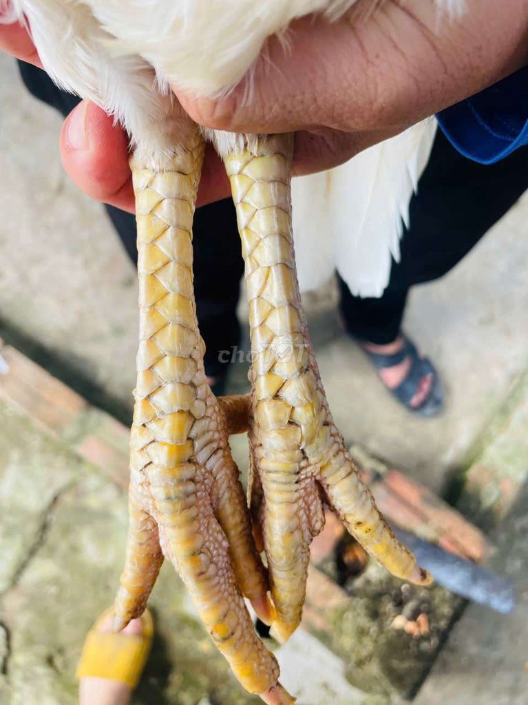 Gà mái Úa trạng đẻ 2.5kg,khét 2k1. Mua bán Gà tại Thành phố Châu Đốc An Giang được đăng bởi Tiến châu đốc hình 1