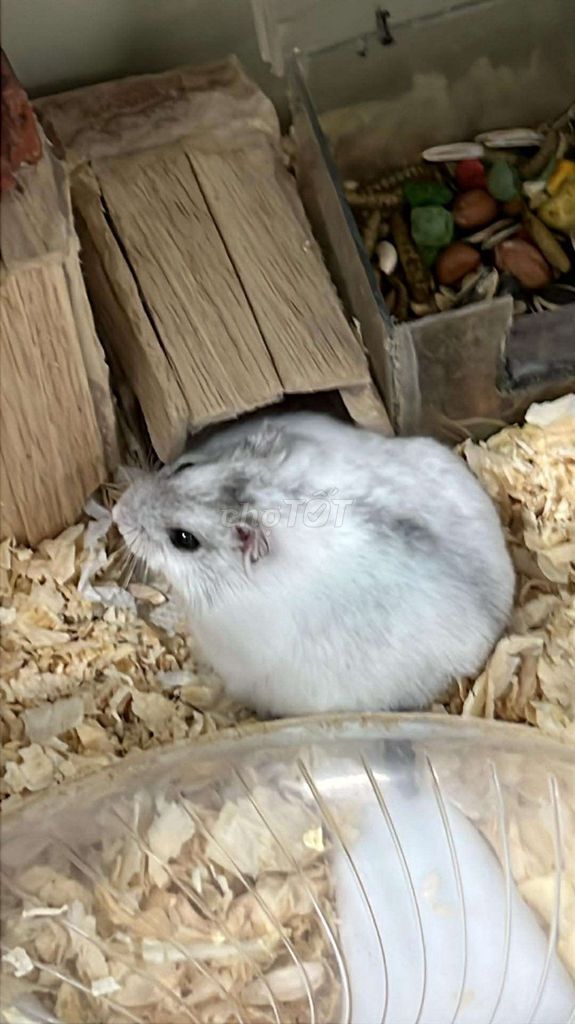 Chuột Hamster baby free ship nhiều màu. Mua bán Thú cưng khác tại Quận Thanh Khê Đà Nẵng được đăng bởi Nguyễn Kha hình 1