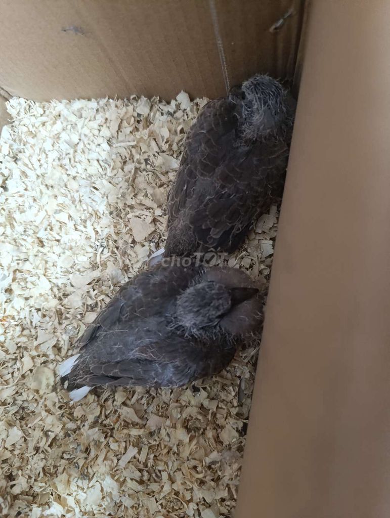 Chim cu gáy non Việt lai Mã Lai khoẻ mạnh. Mua bán Chim tại Huyện Nhà Bè Tp Hồ Chí Minh được đăng bởi Tấn Trần hình 1