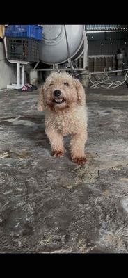 Chó Poodle Cái gần  salo
