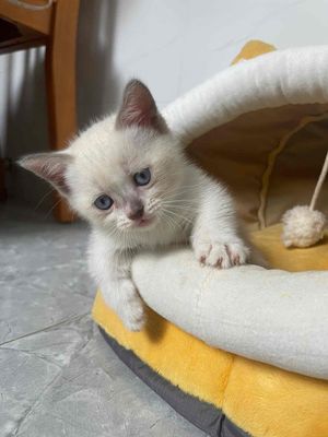 mèo nhà cần gả. Mua bán Mèo tại Quận 1 Tp Hồ Chí Minh được đăng bởi Nguyen Yen Linh