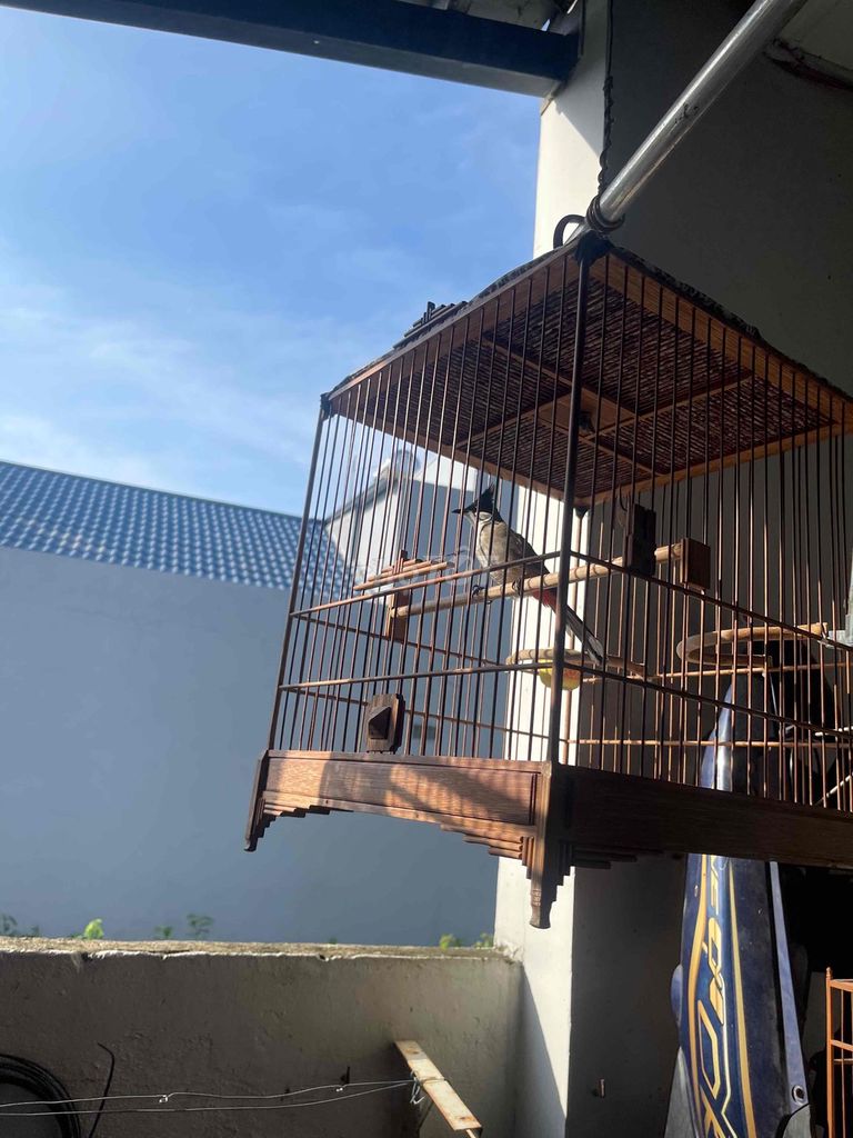 Chim chào mào trống. Mua bán Chim tại Quận 8 Tp Hồ Chí Minh được đăng bởi Hoang son hình 1