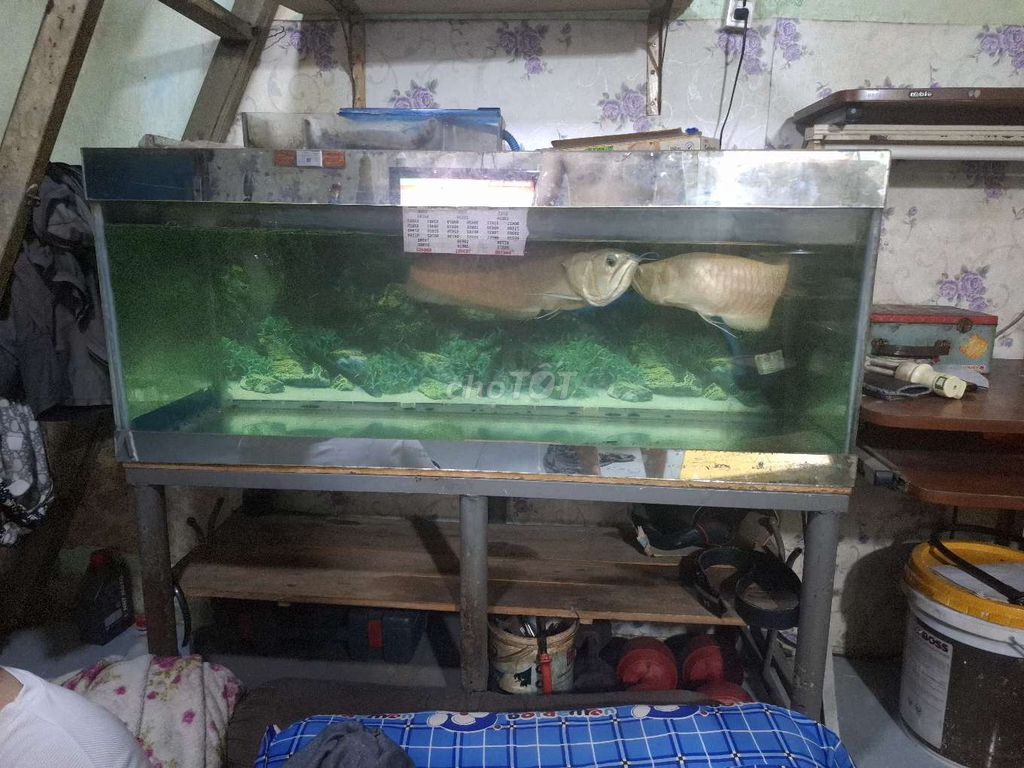 Hồ cá cảnh Kính 1m2x50x50cm. Mua bán Phụ kiện, Thức ăn, Dịch vụ tại Quận 8 Tp Hồ Chí Minh được đăng bởi Nguyễn Khánh hình 1