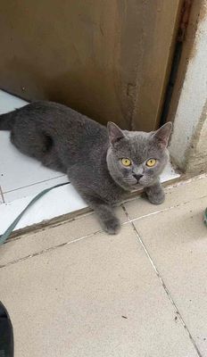 bé đực Xám