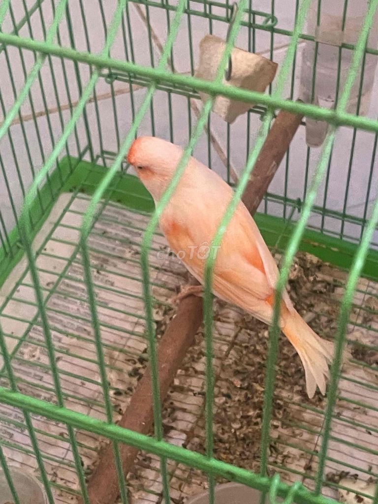 Chim Hồng Yến cam nhạt. Mua bán Chim tại Quận 3 Tp Hồ Chí Minh được đăng bởi Đặng Thanh Phong hình 1