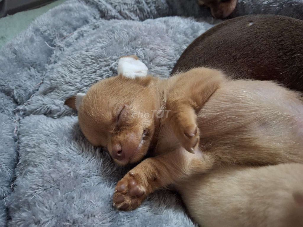 Chihuahua thần chủng 2 tháng chủi. Mua bán Chó tại Quận 1 Tp Hồ Chí Minh được đăng bởi Ân Ân hay thanh lý tất tần tật  hình 6