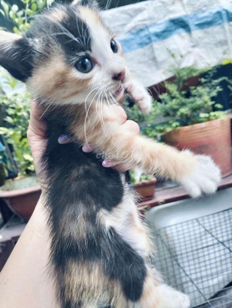 Mèo Anh nhiều màu. Mua bán Mèo tại Huyện Long Hồ Vĩnh Long được đăng bởi Nguyễn hình 1