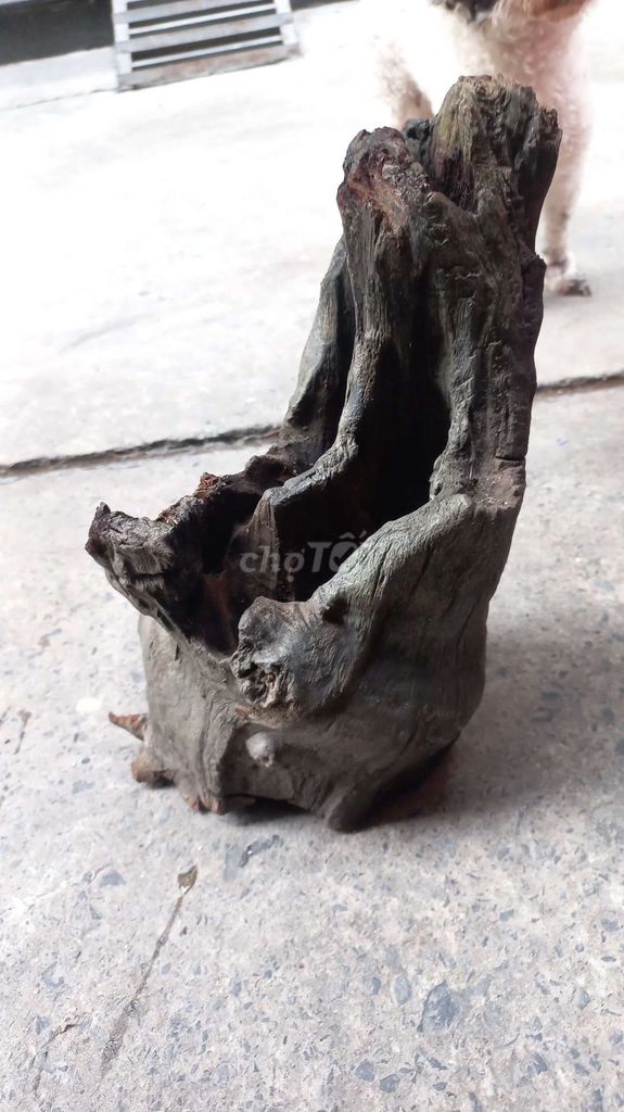 gỗ lũa. Mua bán Cây cảnh, đồ trang trí tại Quận 1 Tp Hồ Chí Minh được đăng bởi Anh Phát  hình 1