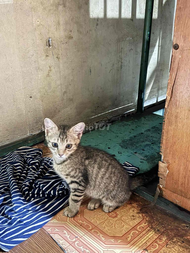 mèo mướp. Mua bán Mèo tại Quận 6 Tp Hồ Chí Minh được đăng bởi Hữu Duy hình 1