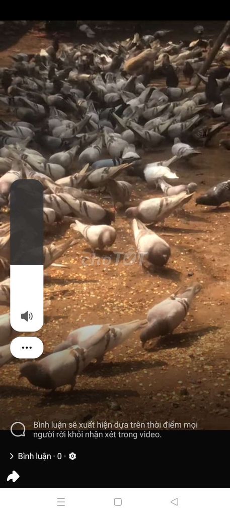 Bồ câu Titan To sắp đẻ. Mua bán Chim tại Quận Long Biên Hà Nội được đăng bởi tổng kho gia dụng  hình 1