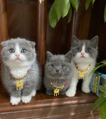 Tìm bố mẹ iu e munchkin cái mặt bánh bao chân bự