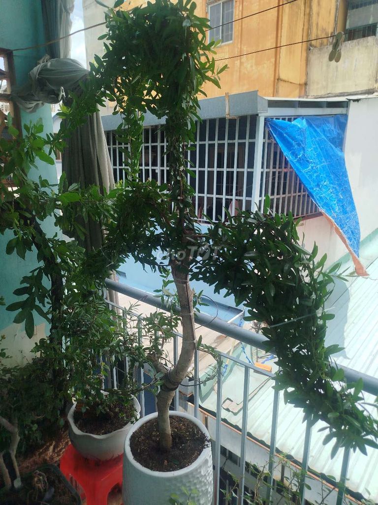 Cây cảnh Hải châu 1m2 đã ra hoa kết quả màu đỏ. Mua bán Cây cảnh, đồ trang trí tại Quận 1 Tp Hồ Chí Minh được đăng bởi tú hình 1