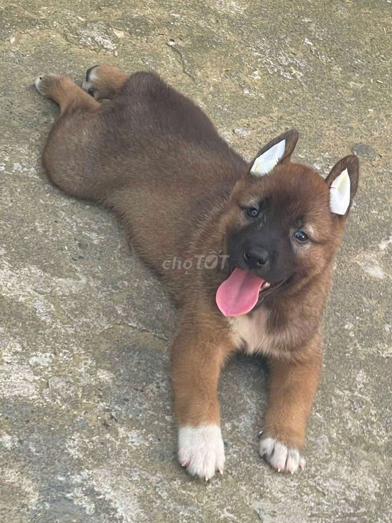 bán chó sieu tai lôc. Mua bán Chó tại Thành phố Thủ Đức Tp Hồ Chí Minh được đăng bởi cho H mong hình 1