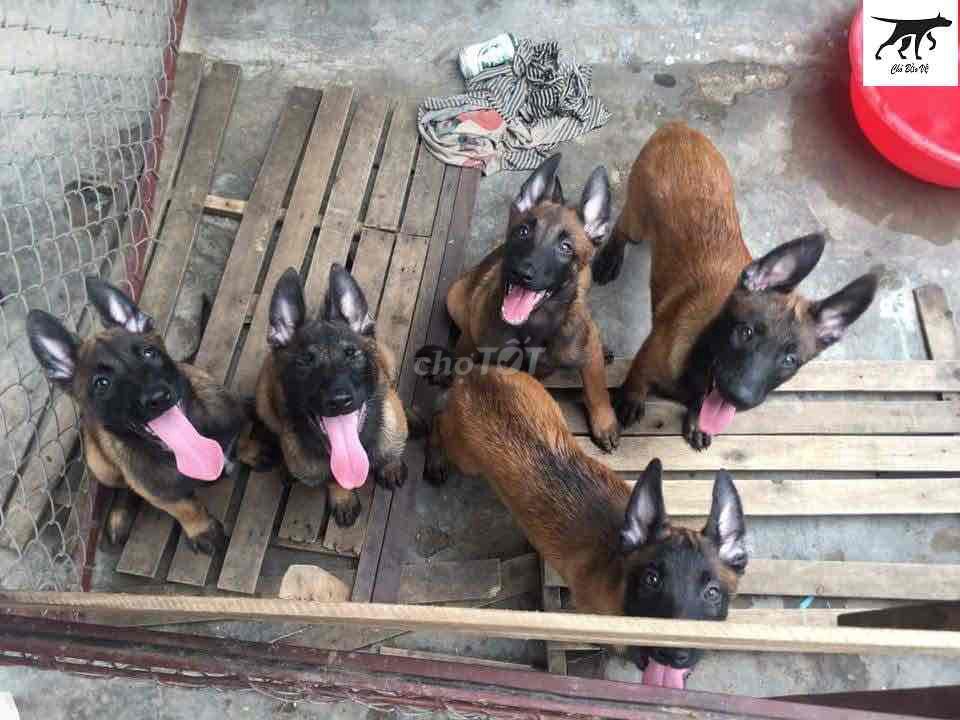 Chó Malinois con cả hai. Mua bán Chó tại Thành phố Vĩnh Long Vĩnh Long được đăng bởi bm hình 1