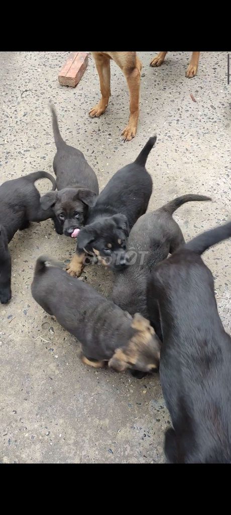 Chó con becgie lai. Mua bán Chó tại Quận Long Biên Hà Nội được đăng bởi Tran quan hình 1