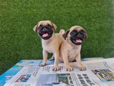 Pug mặt xệ thuần chủng. Mua bán Chó tại Quận Liên Chiểu Đà Nẵng được đăng bởi V Petshop Đà Nẵng