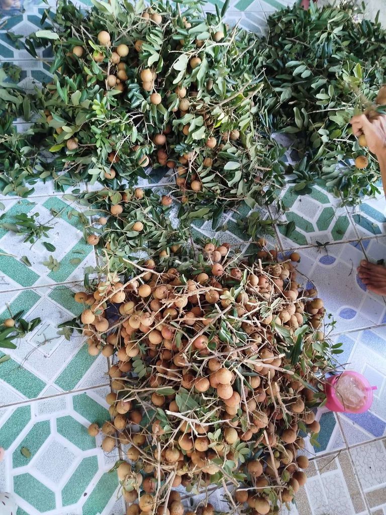 Nhãn xuồng 1kg. Mua bán Đồ ăn, thực phẩm và các loại khác tại Thành phố Vĩnh Long Vĩnh Long được đăng bởi Hieu hình 1