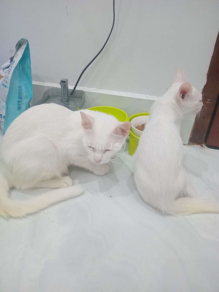 Mèo Trắng. Mua bán Mèo tại Huyện Củ Chi Tp Hồ Chí Minh được đăng bởi Quốc An hình 1