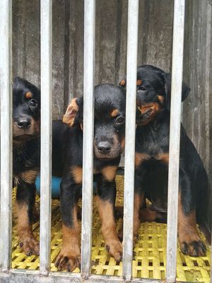 Rottweiler secbia thuần chủng. Mua bán Chó tại Thị xã Bến Cát Bình Dương được đăng bởi Malinois bình dương 