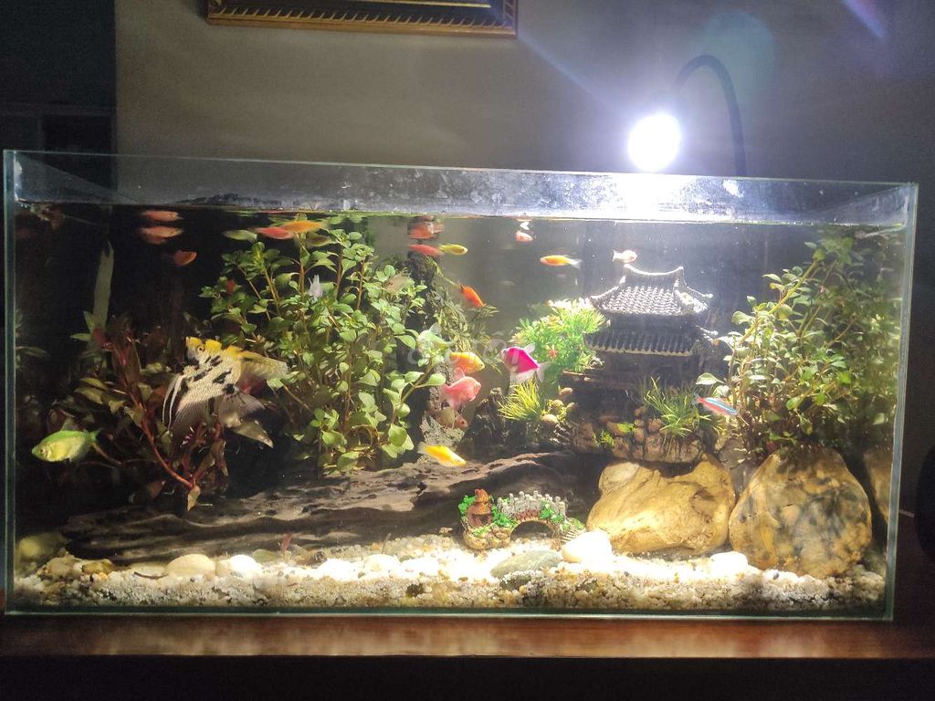 Bể cá cảnh 60x30x30 cm. Mua bán Phụ kiện, Thức ăn, Dịch vụ tại Huyện Hoài Đức Hà Nội được đăng bởi Viet Pham hình 1