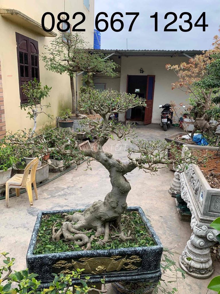 Cây cảnh Xanh nam điền Già chun chảy. Mua bán Cây cảnh, đồ trang trí tại Huyện Tiên Lãng Hải Phòng được đăng bởi Lê Đức toản  hình 1