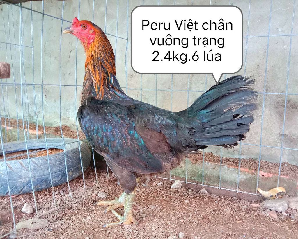 Peru Việt chân vuông chạng 2,4 kg