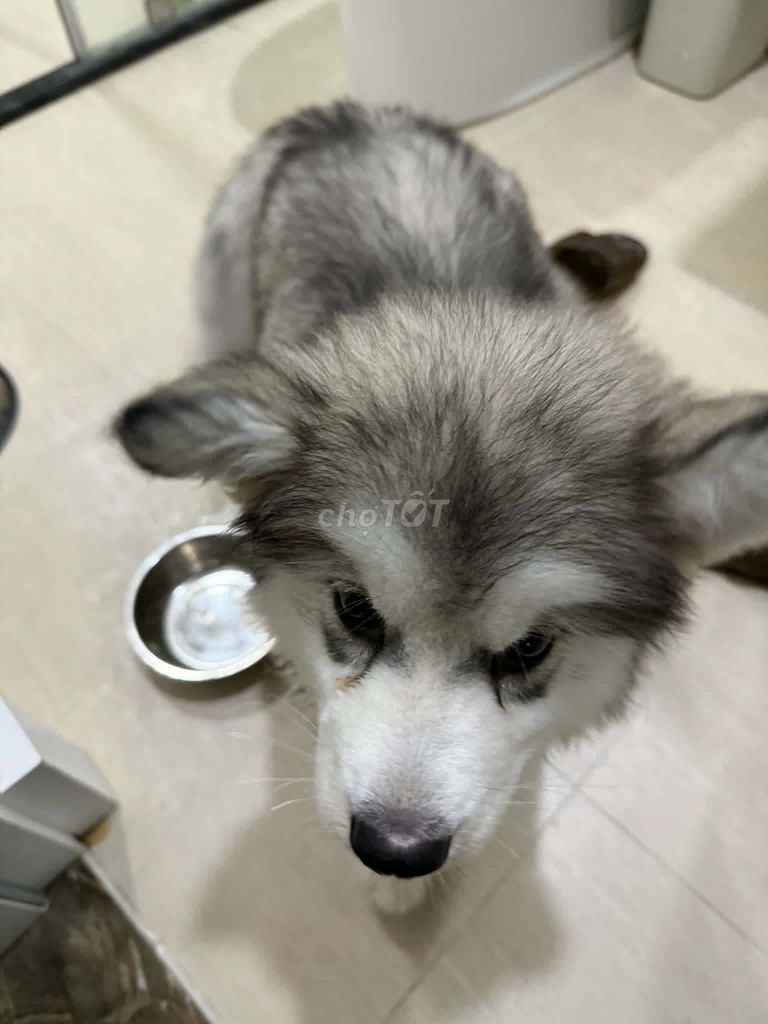 Chó Alaskan Malamute Xám trắng. Mua bán Chó tại Quận Cầu Giấy Hà Nội được đăng bởi khang tran hình 1