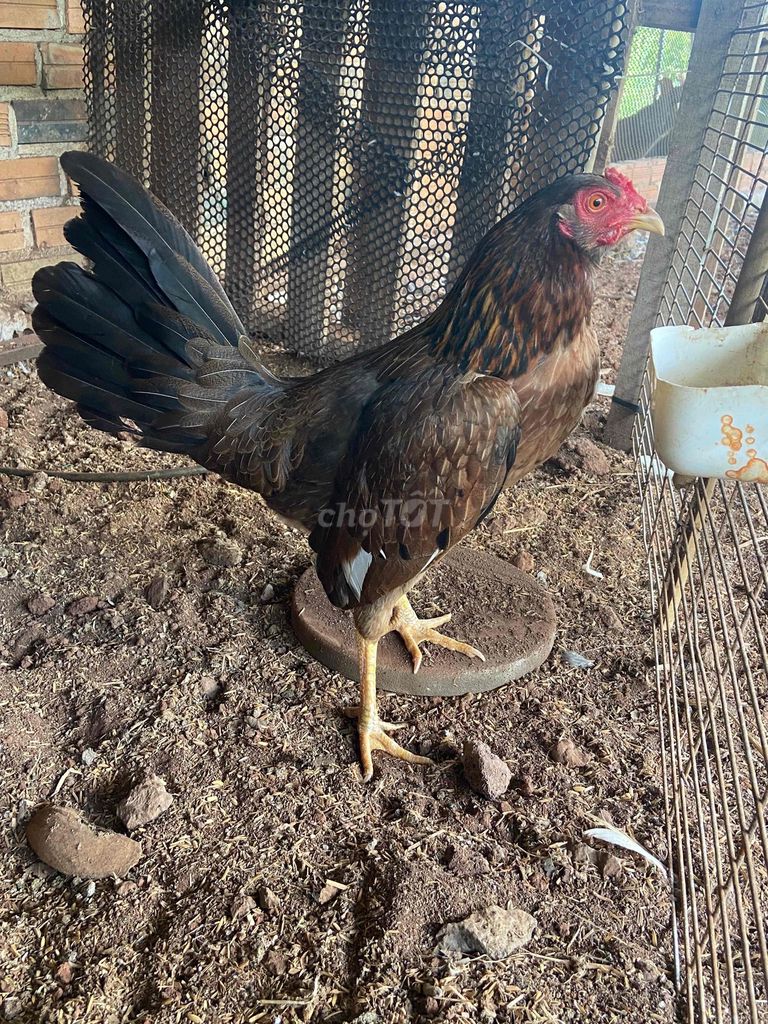 Gà điều bông siêu mỹ 2.2kg. Mua bán Gà tại Huyện Châu Đức Bà Rịa - Vũng Tàu được đăng bởi gà gia công hình 1