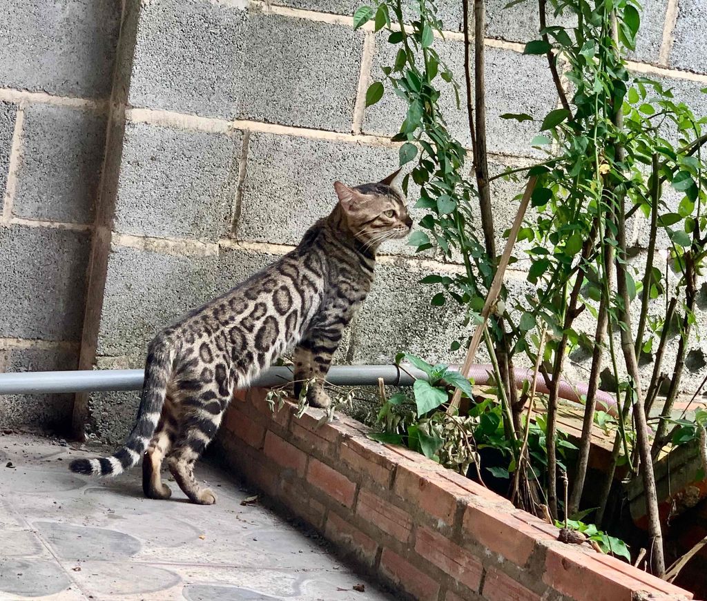 Mèo Bengal đực 1 năm có giấy tờ. Mua bán Mèo tại Quận Tân Bình Tp Hồ Chí Minh được đăng bởi Tuyết Tuyết hình 1