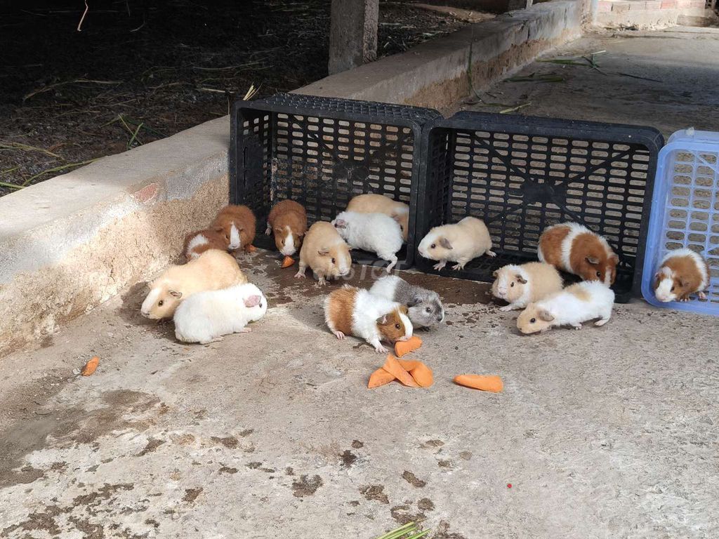 Bọ ú Teddy Nâu Vàng. Mua bán Thú cưng khác tại Huyện Giồng Trôm Bến Tre được đăng bởi Huỳnh Trung Hậu hình 1