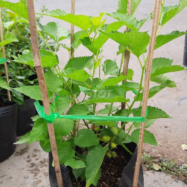 Cây ăn quả Dâu tằm Tứ quý. Mua bán Cây cảnh, đồ trang trí tại Huyện Phong Điền Cần Thơ được đăng bởi Trung hình 1
