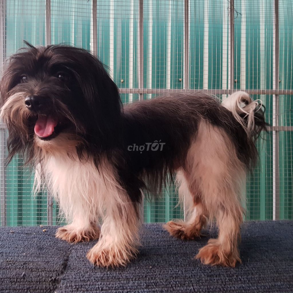 Chó poodle bò sữa đực