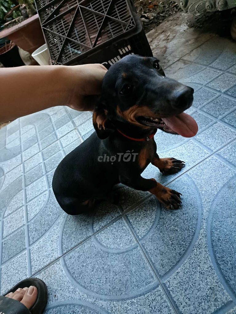 Chó lạp xưởng thuần chủng