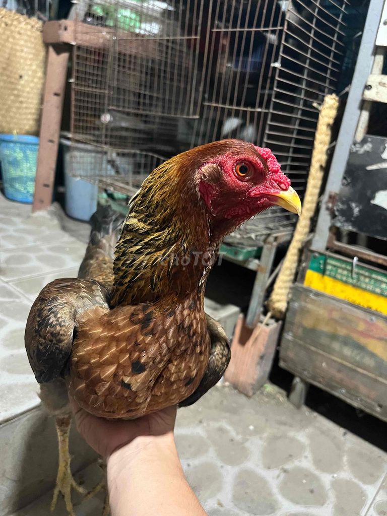 em cần chia e gà mái lại nòi lỡ ép tre