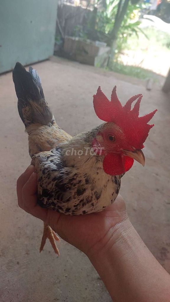 Gà tre Bắc trống đa sắc. Mua bán Gà tại Quận Ninh Kiều Cần Thơ được đăng bởi  ga lai hình 1
